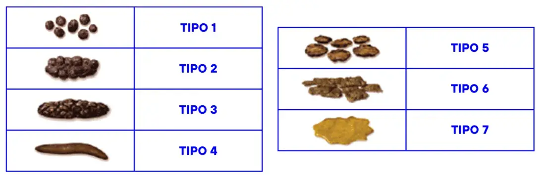 Escala de Bristol. Adaptado a partir de imagem de Cabot Health, Bristol Stool Chart (via Wikimedia Commons)
